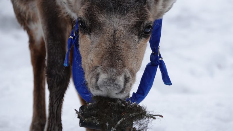 The Embassy of Reindeers